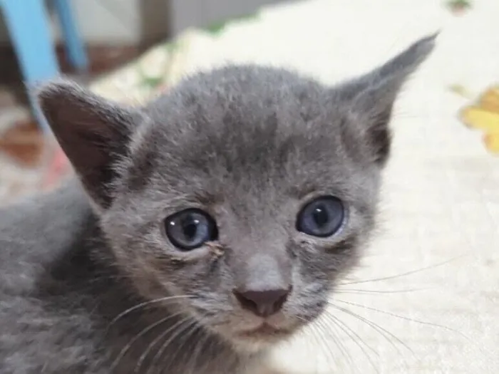 Gato raça SRD-ViraLata idade 2 a 6 meses nome Blue 