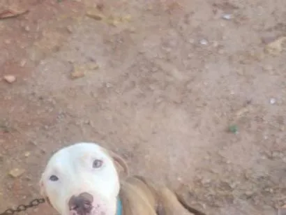 Cachorro raça Pit-Bull idade 5 anos nome thor