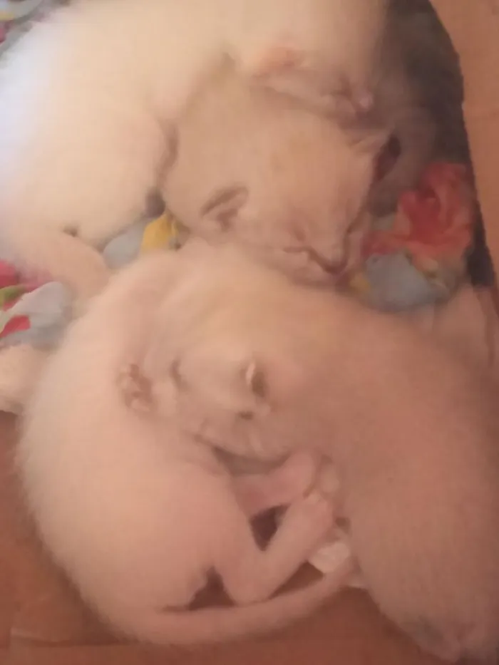 Gato raça SRD-ViraLata idade Abaixo de 2 meses nome sem nome