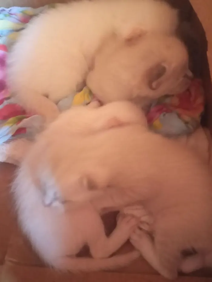 Gato raça SRD-ViraLata idade Abaixo de 2 meses nome sem nome