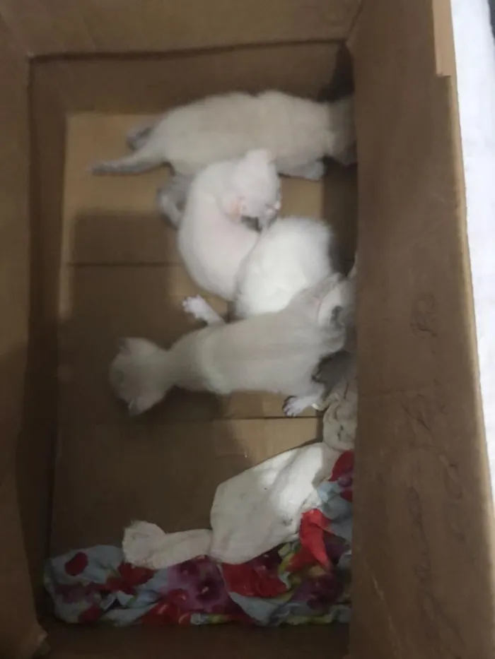 Gato raça SRD-ViraLata idade Abaixo de 2 meses nome sem nome