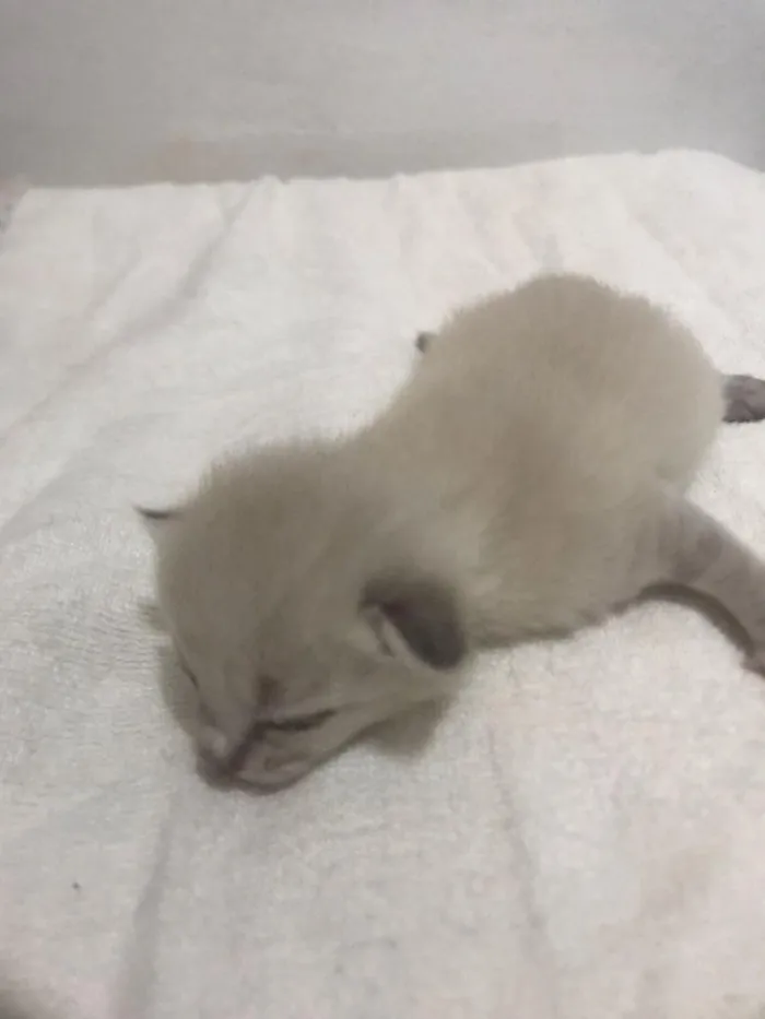 Gato raça SRD-ViraLata idade Abaixo de 2 meses nome sem nome