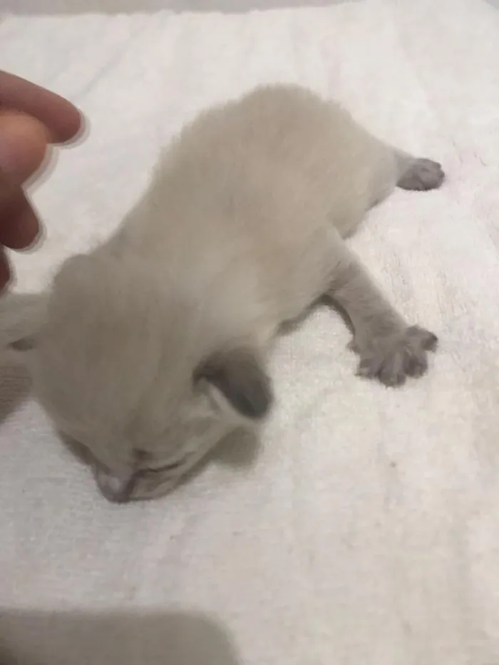 Gato raça SRD-ViraLata idade Abaixo de 2 meses nome sem nome