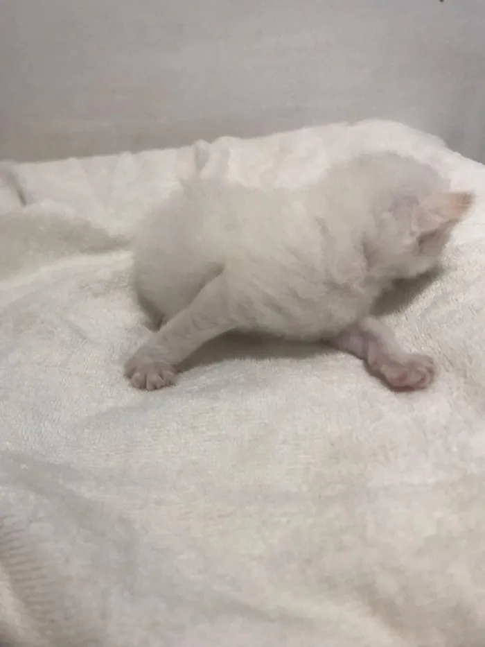 Gato raça SRD-ViraLata idade Abaixo de 2 meses nome sem nome