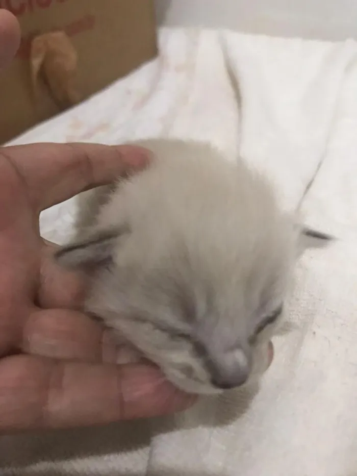 Gato raça SRD-ViraLata idade Abaixo de 2 meses nome sem nome