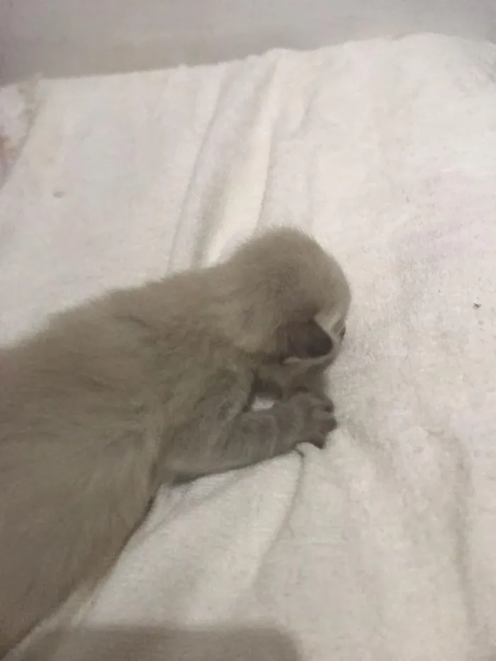 Gato raça SRD-ViraLata idade Abaixo de 2 meses nome sem nome