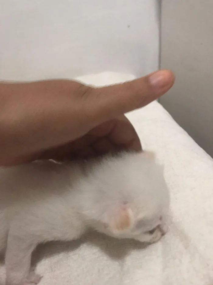 Gato raça SRD-ViraLata idade Abaixo de 2 meses nome sem nome