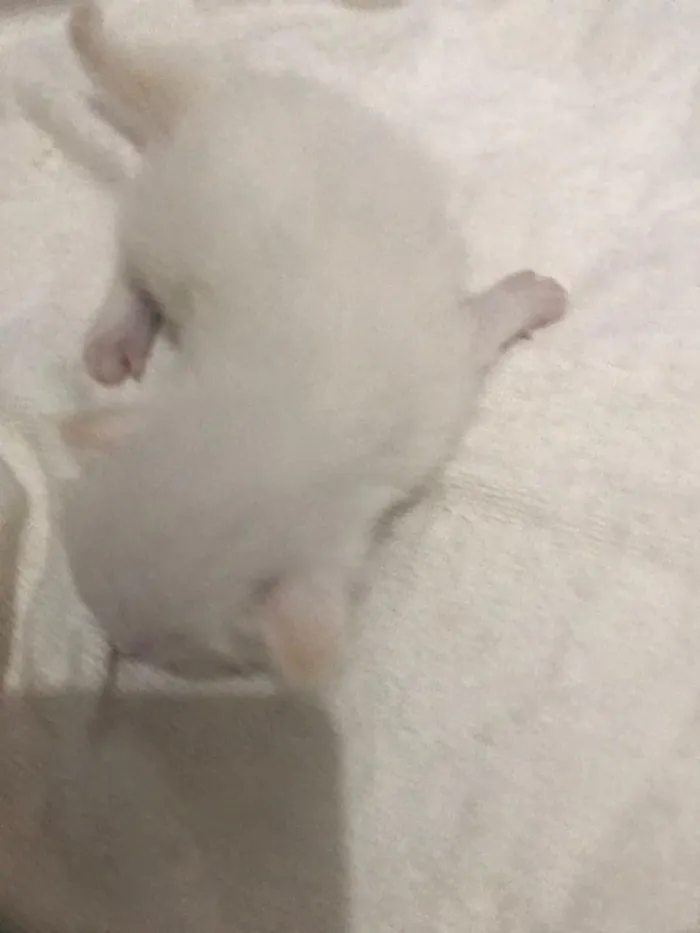 Gato raça SRD-ViraLata idade Abaixo de 2 meses nome sem nome