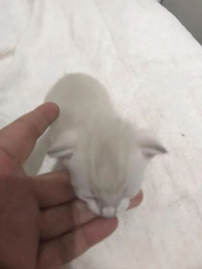 Gato raça SRD-ViraLata idade Abaixo de 2 meses nome sem nome