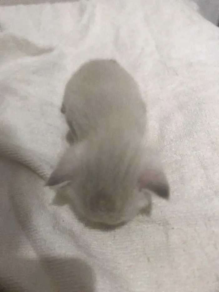 Gato raça SRD-ViraLata idade Abaixo de 2 meses nome sem nome