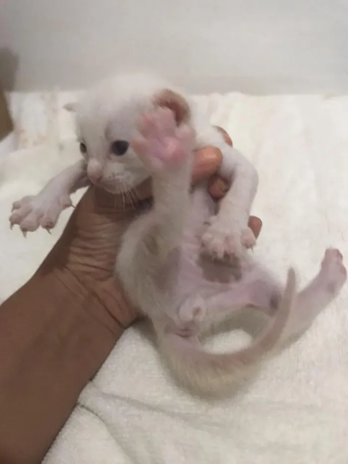 Gato raça SRD-ViraLata idade Abaixo de 2 meses nome sem nome