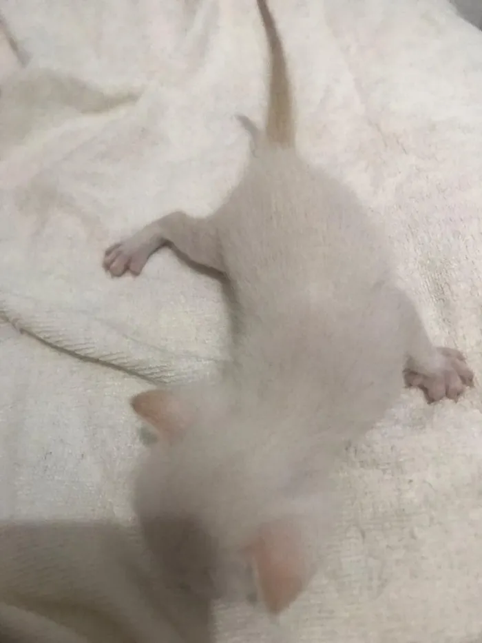 Gato raça SRD-ViraLata idade Abaixo de 2 meses nome sem nome