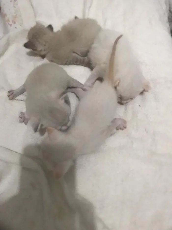 Gato raça SRD-ViraLata idade Abaixo de 2 meses nome sem nome