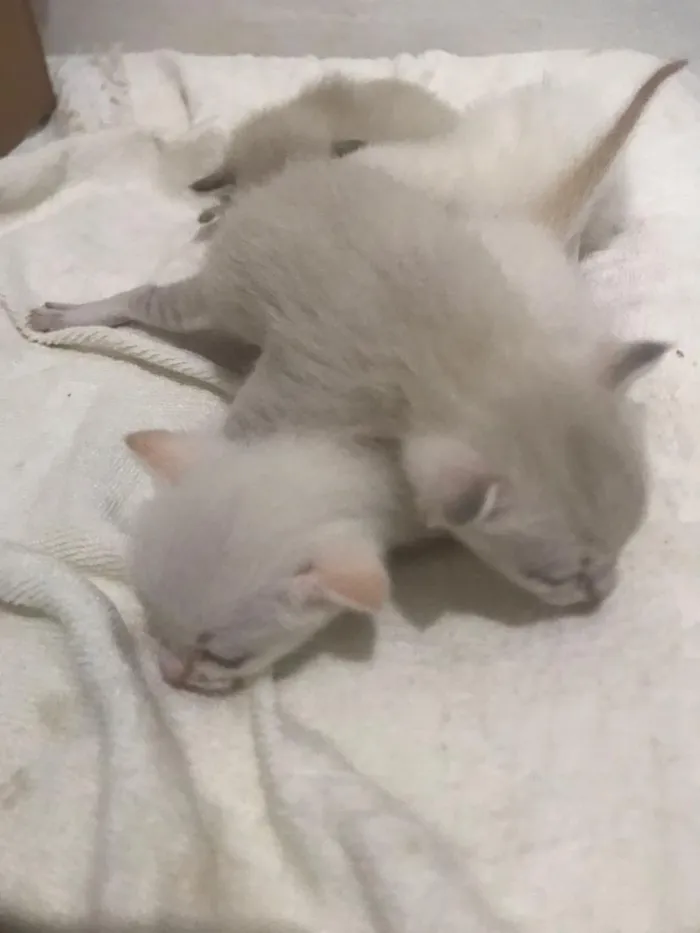 Gato raça SRD-ViraLata idade Abaixo de 2 meses nome sem nome