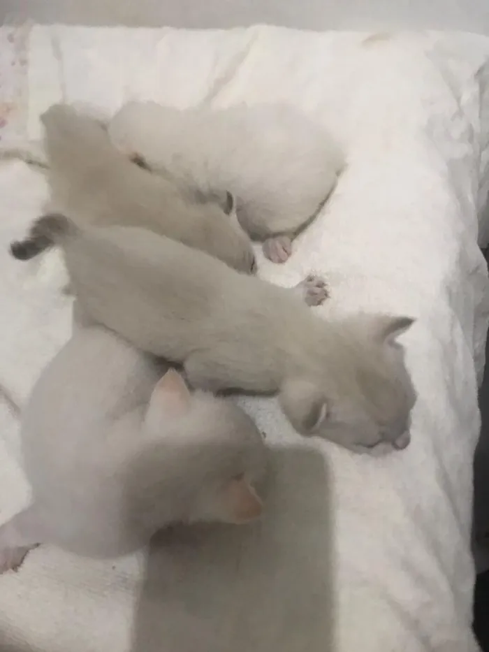 Gato raça SRD-ViraLata idade Abaixo de 2 meses nome sem nome