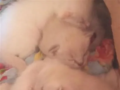 Gato raça SRD-ViraLata idade Abaixo de 2 meses nome sem nome