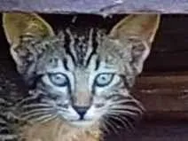 Gato raça SRD-ViraLata idade Abaixo de 2 meses nome Daphine