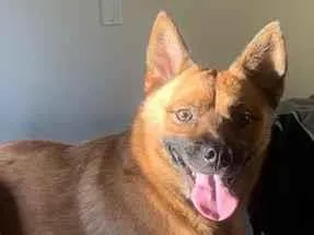 Cachorro raça SRD-ViraLata idade 3 anos nome Blair