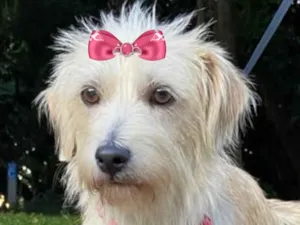 Cachorro raça Shitzu idade 1 ano nome Tina 