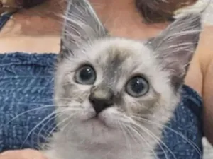 Gato raça SRD-ViraLata idade 2 a 6 meses nome Kiko 