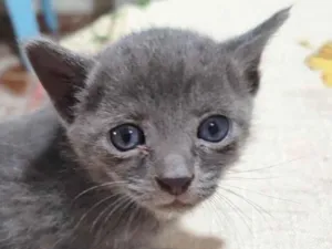 Gato raça SRD-ViraLata idade 2 a 6 meses nome Blue 