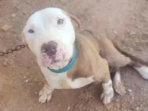 Cachorro raça Pit-Bull idade 5 anos nome thor