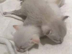 Gato raça SRD-ViraLata idade Abaixo de 2 meses nome sem nome