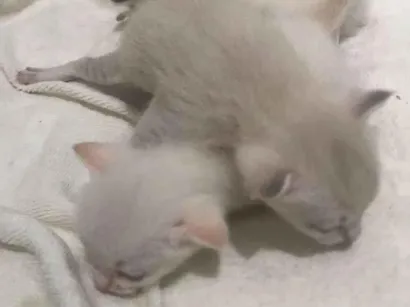 Gato raça SRD-ViraLata idade Abaixo de 2 meses nome sem nome