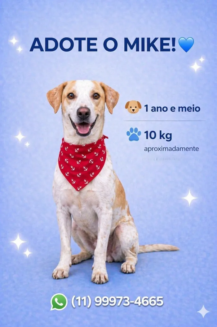 Cachorro raça SRD-ViraLata idade 1 ano nome Mike