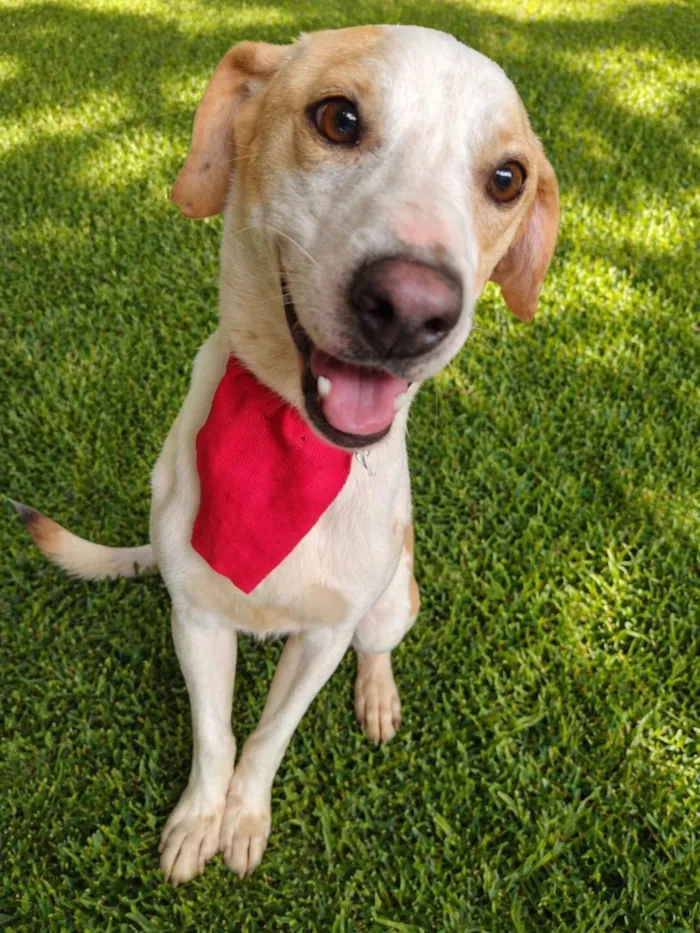 Cachorro raça SRD-ViraLata idade 1 ano nome Mike