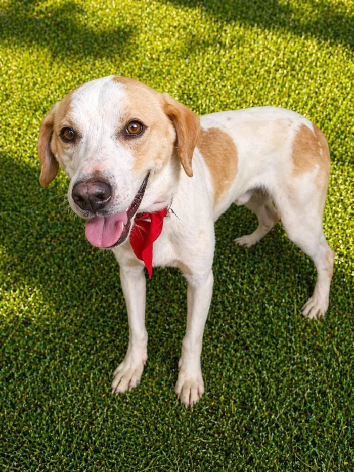 Cachorro raça SRD-ViraLata idade 1 ano nome Mike