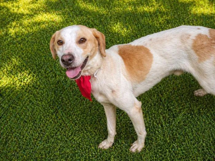 Cachorro raça SRD-ViraLata idade 1 ano nome Mike