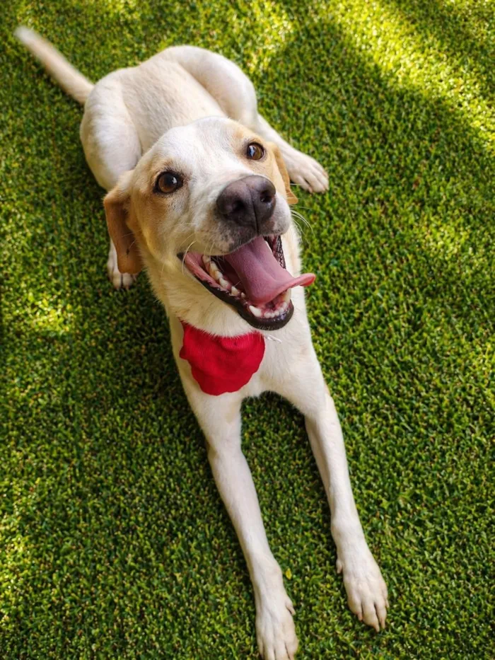 Cachorro raça SRD-ViraLata idade 1 ano nome Mike