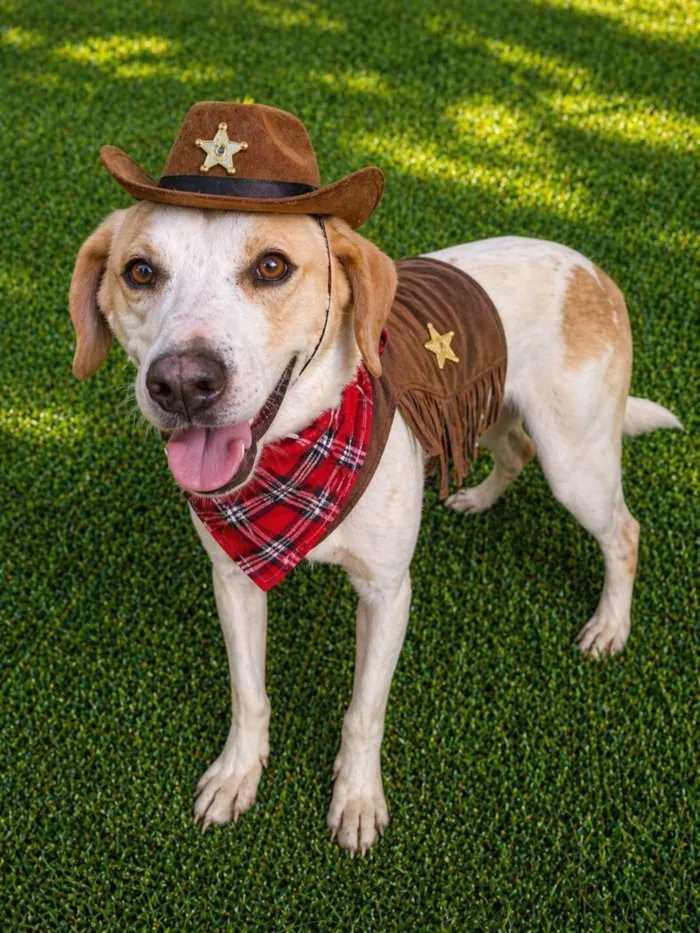 Cachorro raça SRD-ViraLata idade 1 ano nome Mike