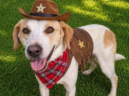 Cachorro raça SRD-ViraLata idade 1 ano nome Mike