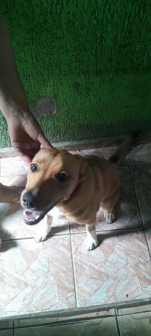 Cachorro raça SRD-ViraLata idade 7 a 11 meses nome Homura