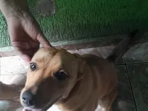 Cachorro raça SRD-ViraLata idade 7 a 11 meses nome Homura