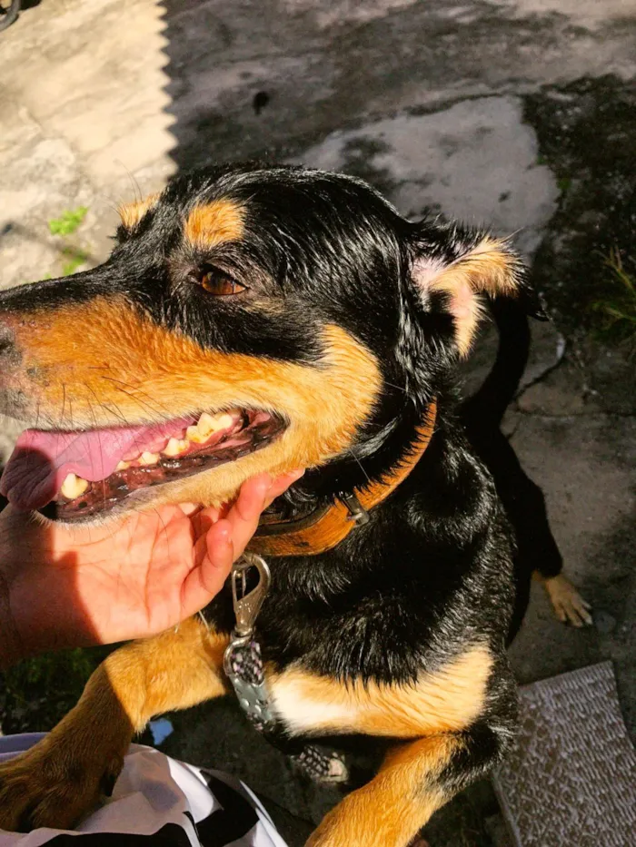 Cachorro raça SRD-ViraLata idade 5 anos nome Tobby