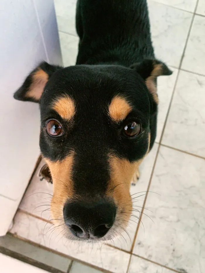 Cachorro raça SRD-ViraLata idade 5 anos nome Tobby