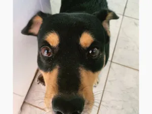 Cachorro raça SRD-ViraLata idade 5 anos nome Tobby