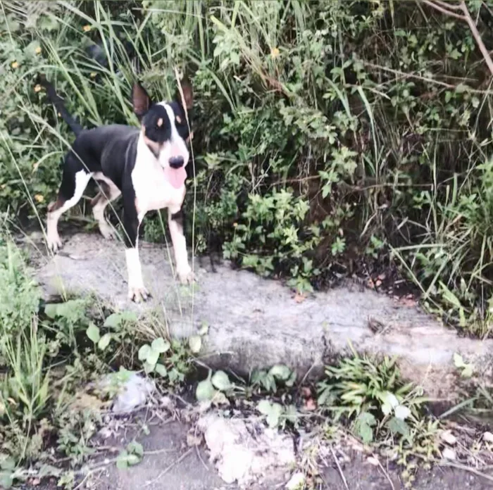 Cachorro raça Pit-Bull idade 4 anos nome Patrick