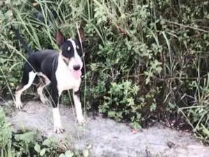Cachorro raça Pit-Bull idade 4 anos nome Patrick