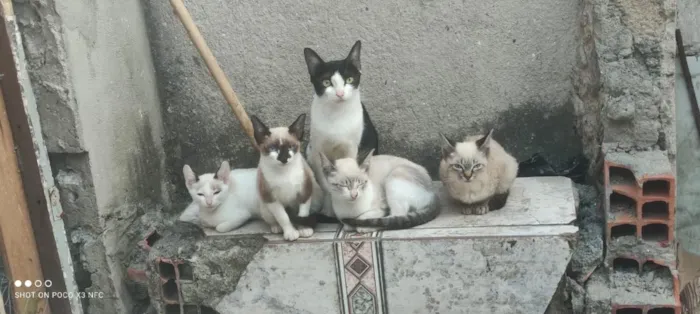 Gato raça SRD-ViraLata idade Abaixo de 2 meses nome sem nomes 