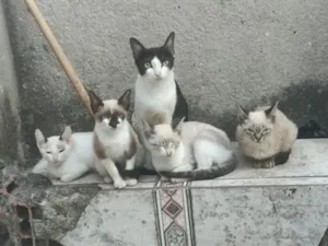 Gato raça SRD-ViraLata idade Abaixo de 2 meses nome sem nomes 