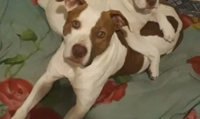 Cachorro raça Pit-Bull idade 3 anos nome Kira