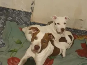 Cachorro raça Pit-Bull idade 3 anos nome Kira
