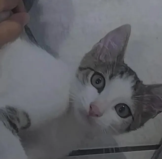 Gato raça SRD-ViraLata idade 2 a 6 meses nome zeus