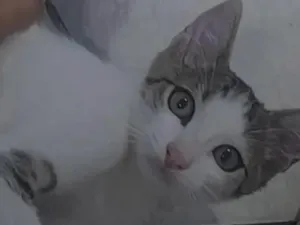 Gato raça SRD-ViraLata idade 2 a 6 meses nome zeus