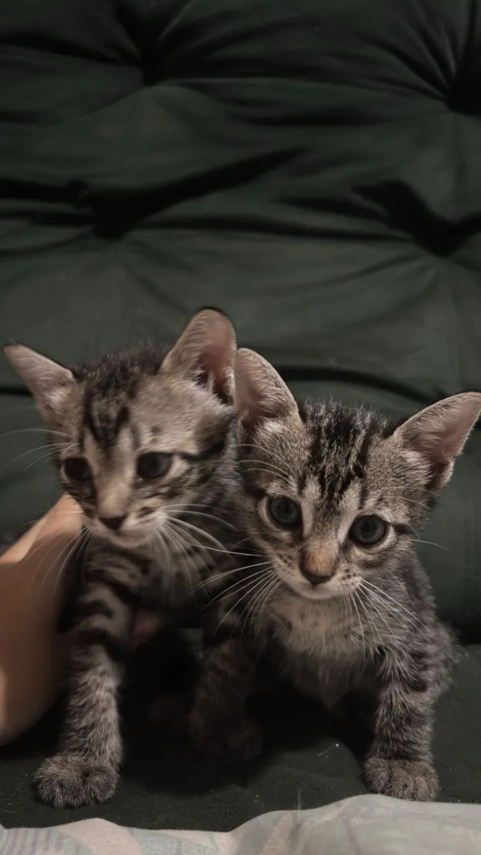Gato raça SRD-ViraLata idade 2 a 6 meses nome Sem nomes 