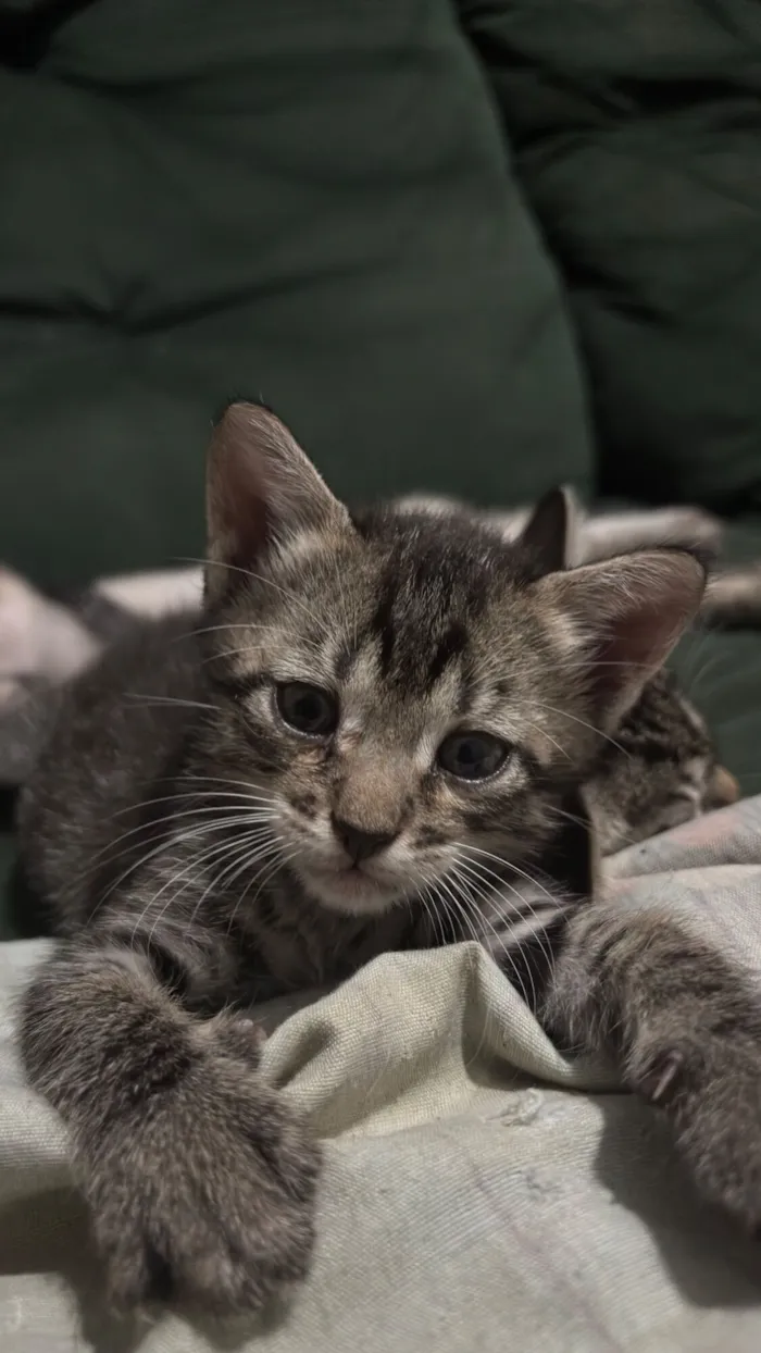 Gato raça SRD-ViraLata idade 2 a 6 meses nome Sem nomes 
